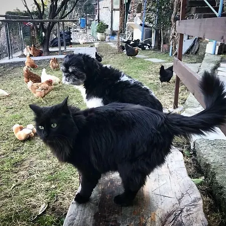 Ilgattocarla *