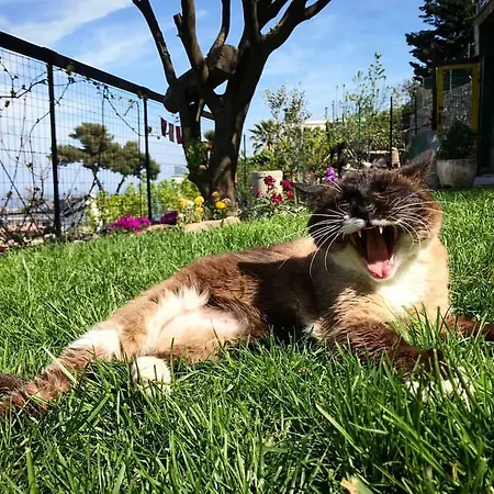 Ilgattocarla *